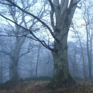 Foto: Diersfordter Wald im Winter