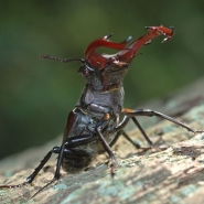 Foto: Männlicher Hirschkäfer