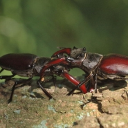 Foto: Kämpfende Hirschkäfer