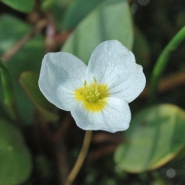 Foto: Blüte des Froschkrauts