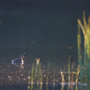 Foto: Zwergtaucher