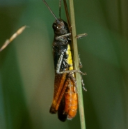 Foto: Buntbäuchiger Grashüpfer