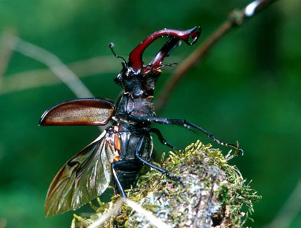 Foto: Männlicher Hirschkäfer