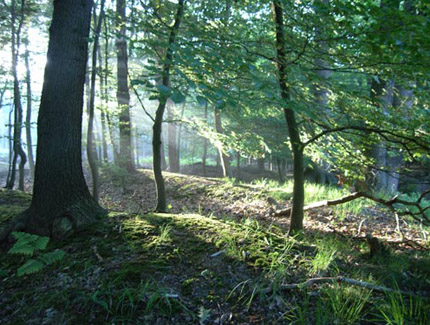 Foto: Wald