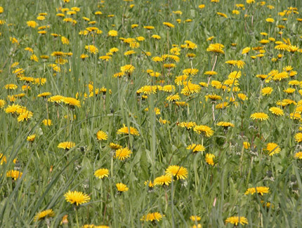 Foto: Wiese mit Löwenzahn