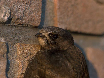 Foto: Mauerseglerportrait