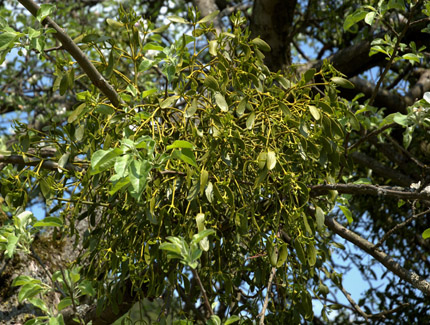 Foto: Mistel in belaubtem Baum