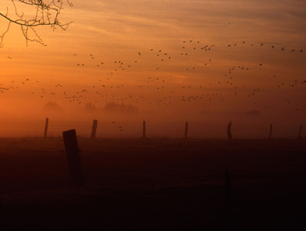 Foto: Fliegender Gänseschwarm in der Dämmerung