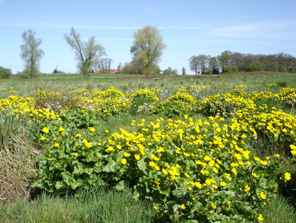 Foto: Sumpfdotterblumewiese