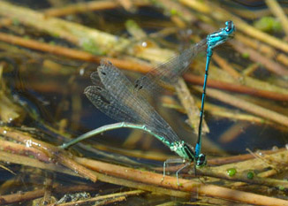 Foto: Libellen im Tandem